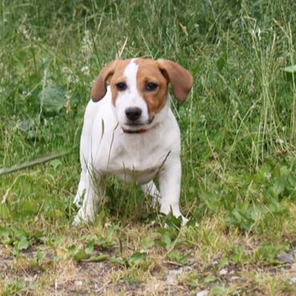 Maya - Körbchen voll Liebe gesucht