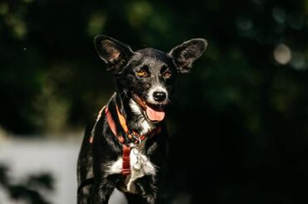 Ruhige Lucy sucht ihre Menschen