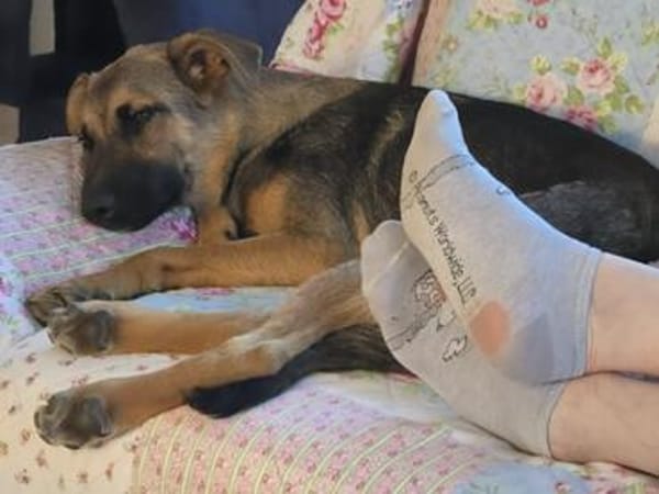 Leilli, Zuckerschnute sucht Körbchen
