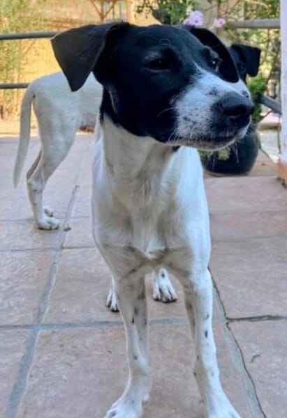 Welpe Winnie, wird ca. 45/50 cm hoch
