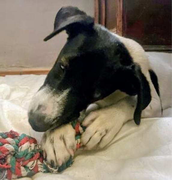 Welpe Winnie, wird ca. 45/50 cm hoch