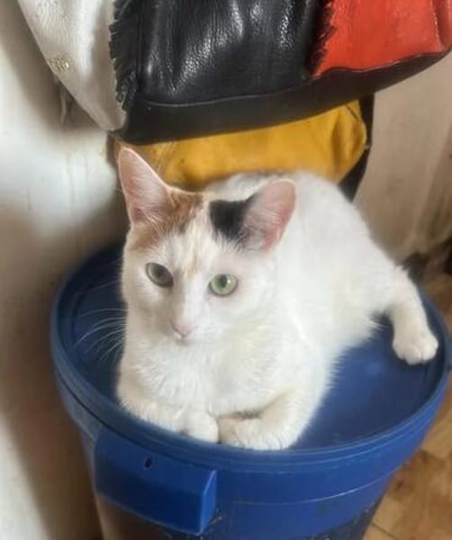 Kessy, süßes Katzenfräulein sucht Anschluß