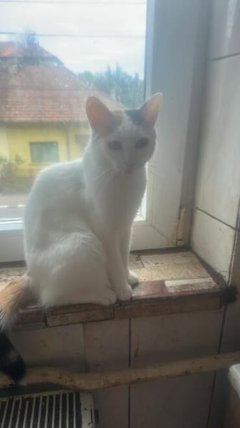 Kessy, süßes Katzenfräulein sucht Anschluß
