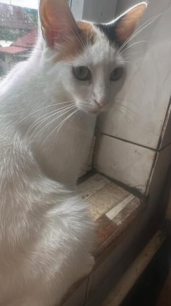 Kessy, süßes Katzenfräulein sucht Anschluß