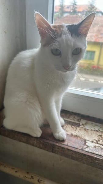 Kessy, süßes Katzenfräulein sucht Anschluß
