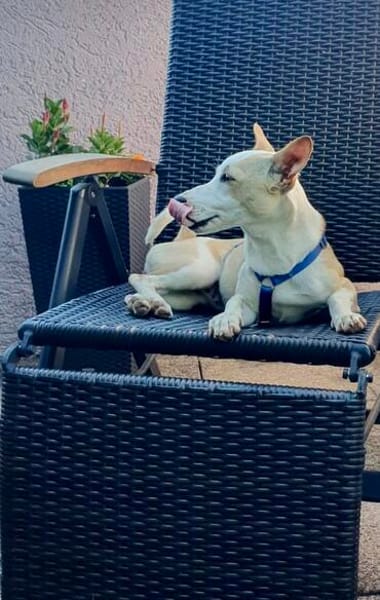 Iris, freundlich, aufgeschlossen, verspielt