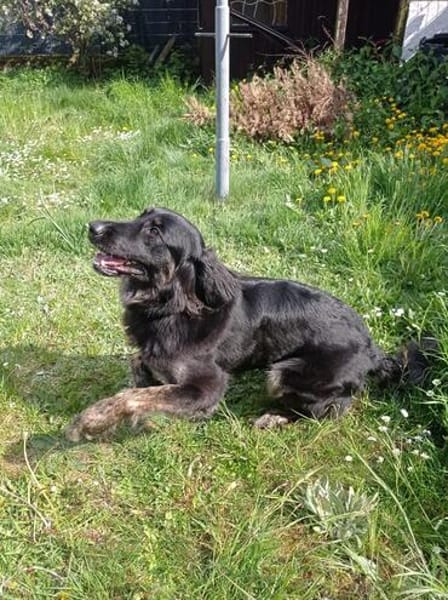 Lola auf Pflegestelle in 66740 Saarlouis