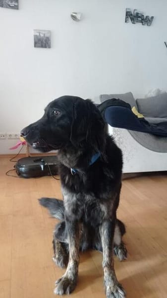 Lola auf Pflegestelle in 66740 Saarlouis