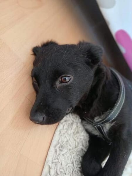 Netty, ein zartes Hundemädchen