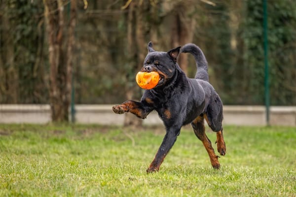 KODA CHAO