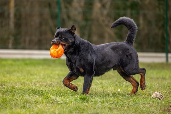 KODA CHAO