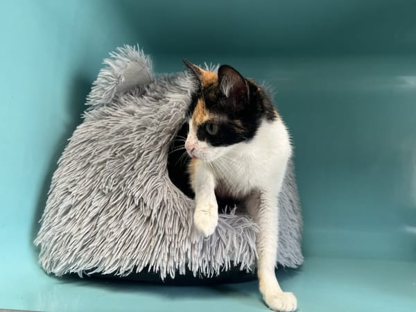 LILOU