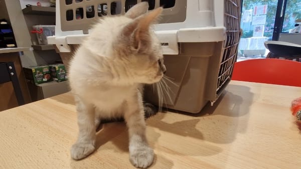 BOUNTY (en cours d'adoption)