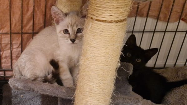 BOUNTY (en cours d'adoption)
