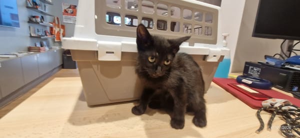 CLEO