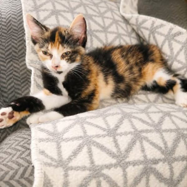 Zena