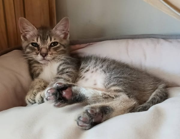 TIGROU