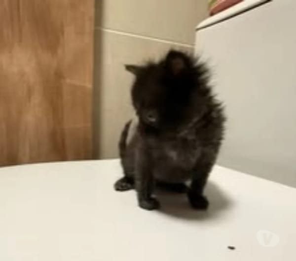 LOKI