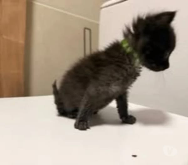 LOKI