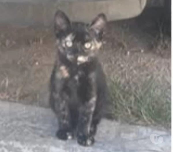 CALICO