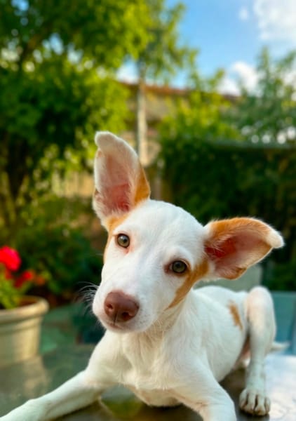 Juanito