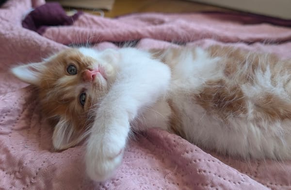 MARDI À ADOPTER AVEC UN COPAIN CHAT PRÉSENT CHEZ VOUS