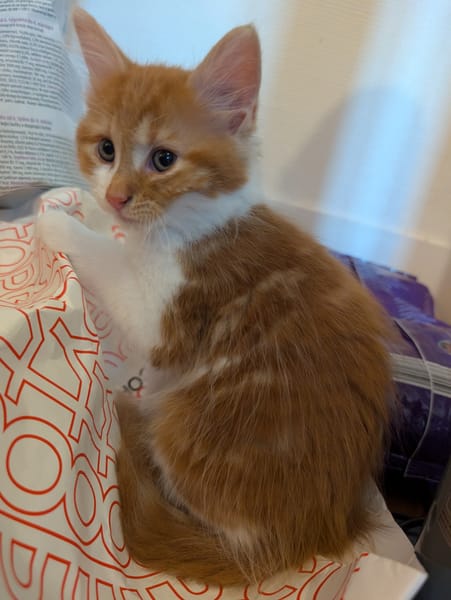 MARDI À ADOPTER AVEC UN COPAIN CHAT PRÉSENT CHEZ VOUS