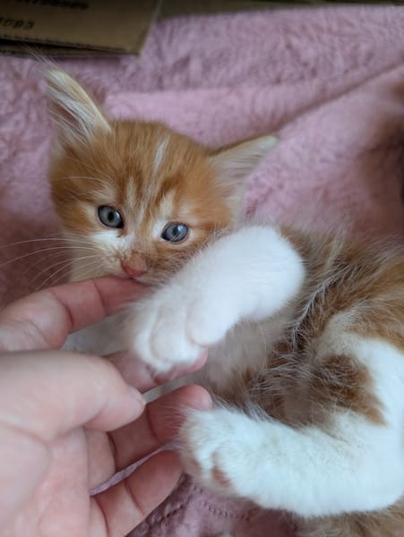 MARDI À ADOPTER AVEC UN COPAIN CHAT PRÉSENT CHEZ VOUS