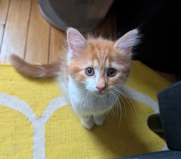 MARDI À ADOPTER AVEC UN COPAIN CHAT PRÉSENT CHEZ VOUS