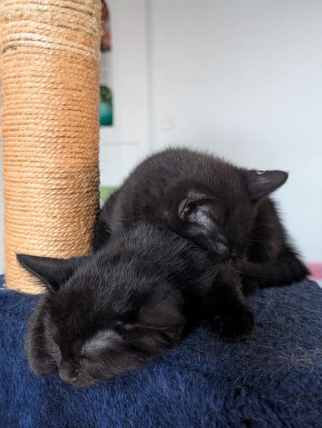 SAMEDI ET DIMANCHE À ADOPTER EN DUO