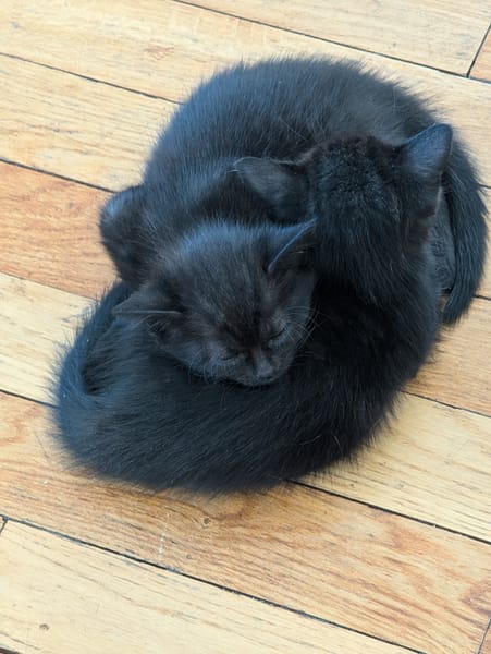 SAMEDI ET DIMANCHE À ADOPTER EN DUO