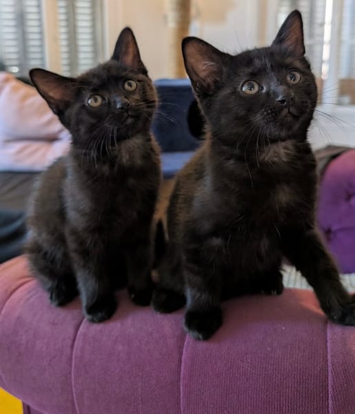 SAMEDI ET DIMANCHE À ADOPTER EN DUO