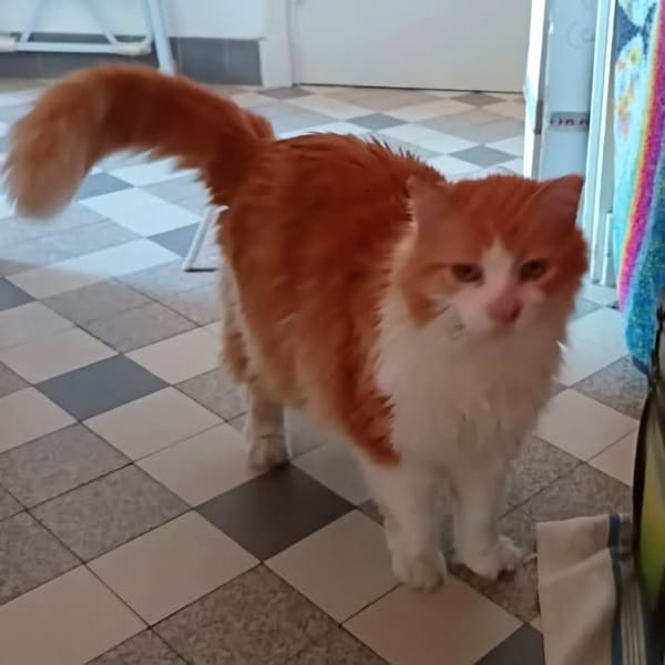 Féline
