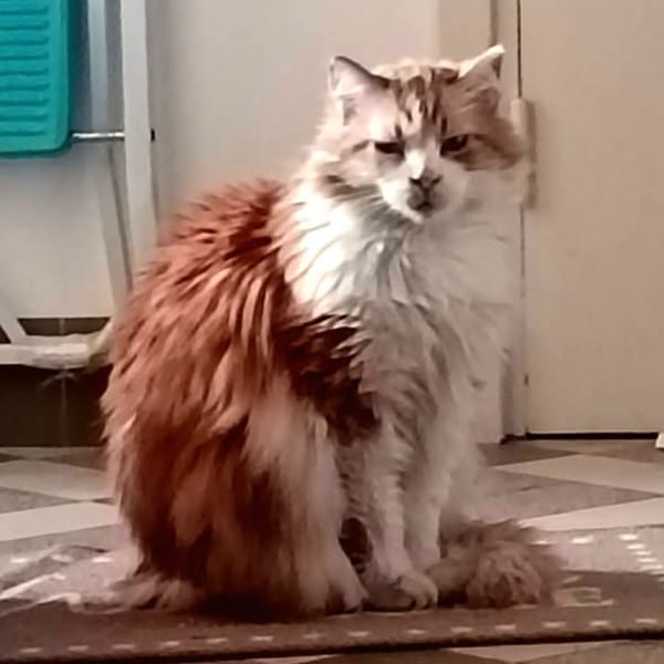 Féline