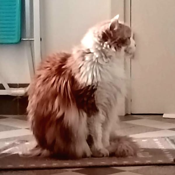 Féline