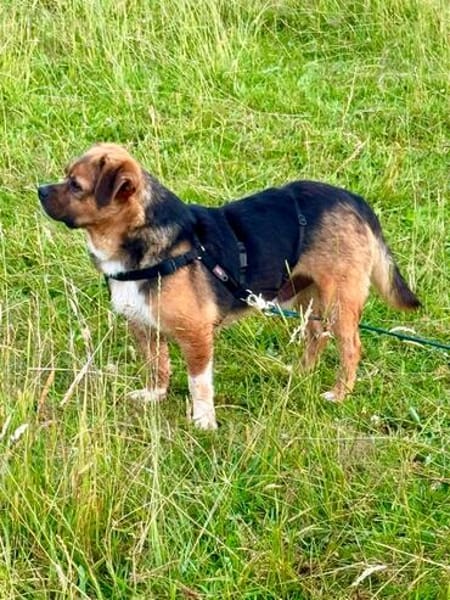 Oliver - einfach nur zum lieb haben