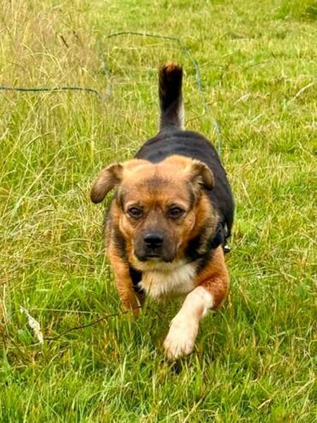 Oliver - einfach nur zum lieb haben