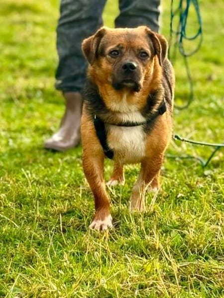 Oliver - einfach nur zum lieb haben