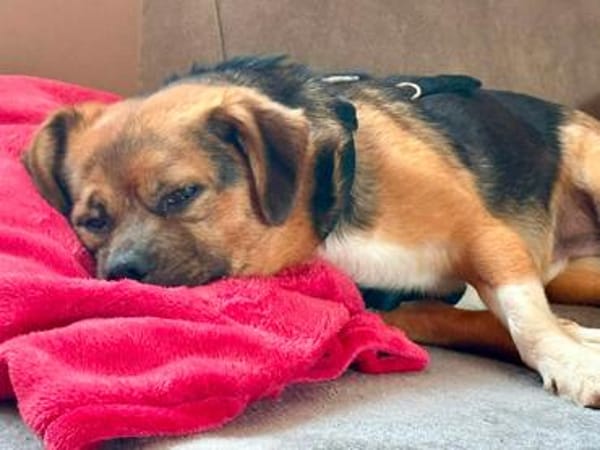Oliver - einfach nur zum lieb haben