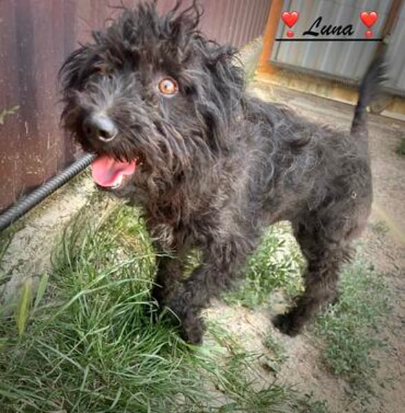 Zarte, kleine Luna