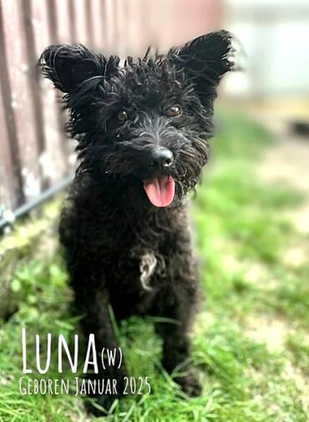 Zarte, kleine Luna
