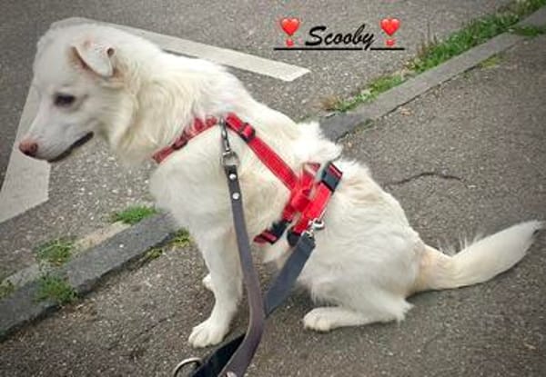 Wunderschöner Scooby