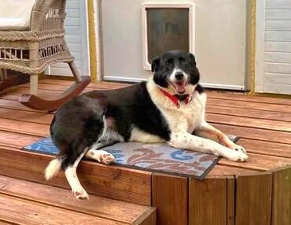 Ruhige liebe Luna sucht Sofaplatz