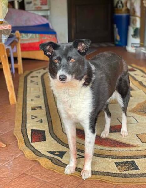 Ruhige liebe Luna sucht Sofaplatz