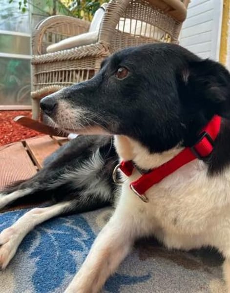 Ruhige liebe Luna sucht Sofaplatz