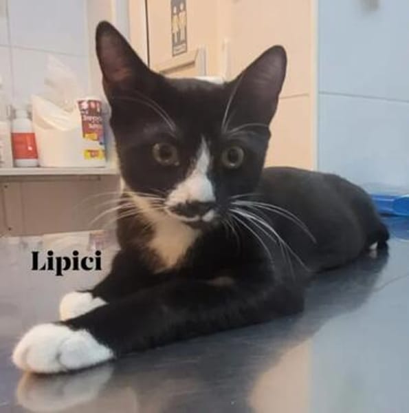 Lipici & Sissi 2 kleine Maskenkatzen