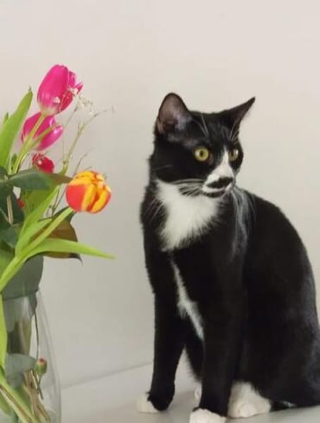Lipici & Sissi 2 kleine Maskenkatzen