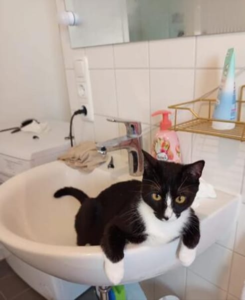 Lipici & Sissi 2 kleine Maskenkatzen