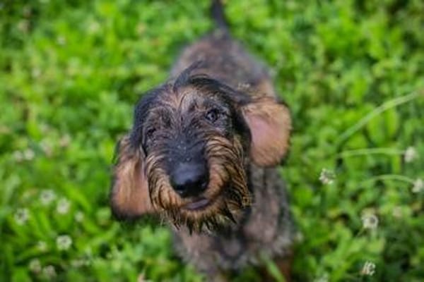 Friedrich, der kleine Große