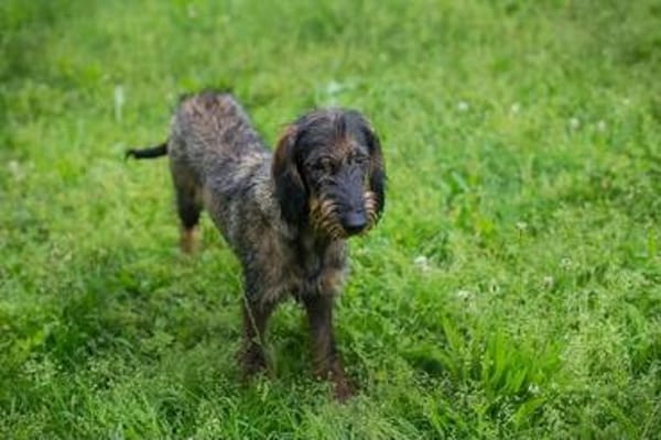 Friedrich, der kleine Große